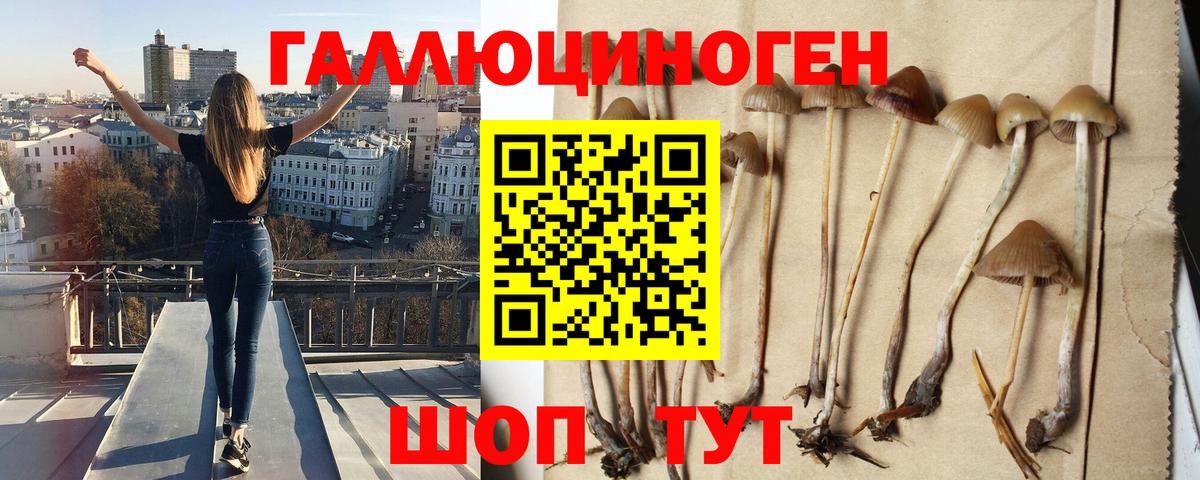 Гурьевск  Галлюциногенные грибы GOLDEN TEACHER  Вход с VPN 